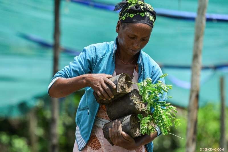 Ethiopia Advances Massive Tree-Planting Drive Amid Challenges