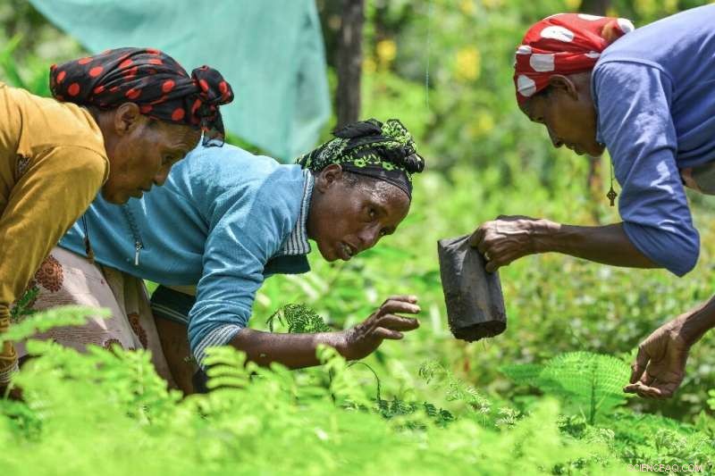 Ethiopia Advances Massive Tree-Planting Drive Amid Challenges