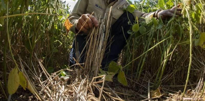 Rethinking the U.S. Food System: Building a Resilient Future from the Ground Up