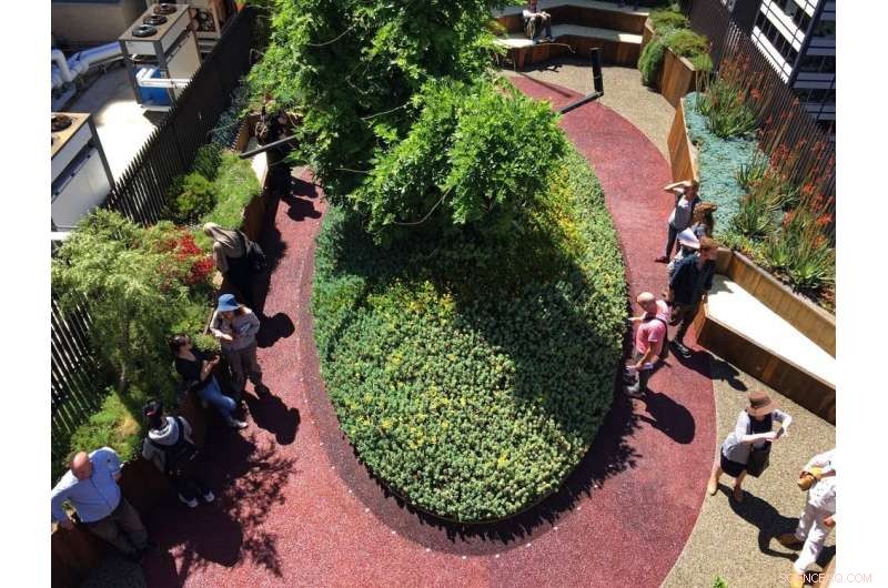 Greening Grey Cities: How Green Roofs and Walls Thrive in Australia