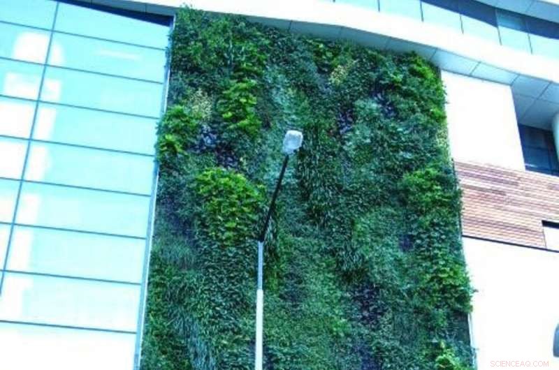 Greening Grey Cities: How Green Roofs and Walls Thrive in Australia