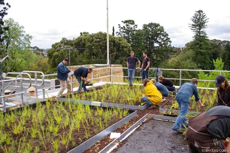 Greening Grey Cities: How Green Roofs and Walls Thrive in Australia