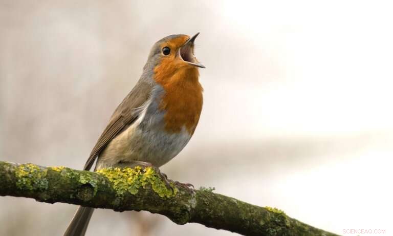 Rebuilding Nature: Strategies for a Better Post‑COVID World