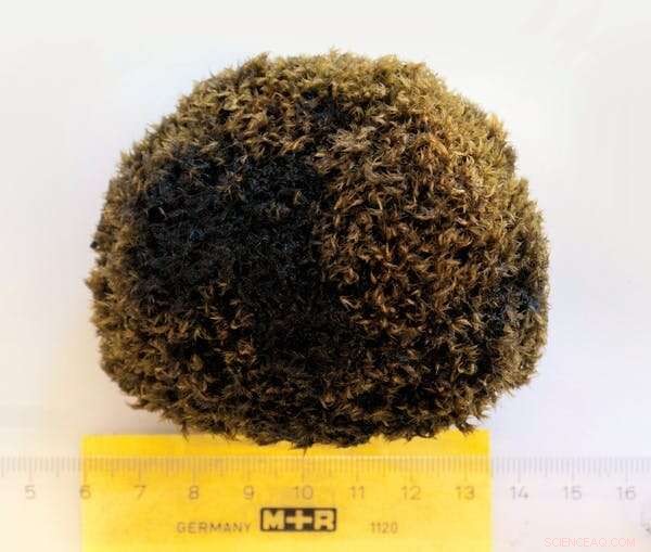 Glacier Mice: The Enigmatic Moss-Ball Herds Roaming Ice Sheets