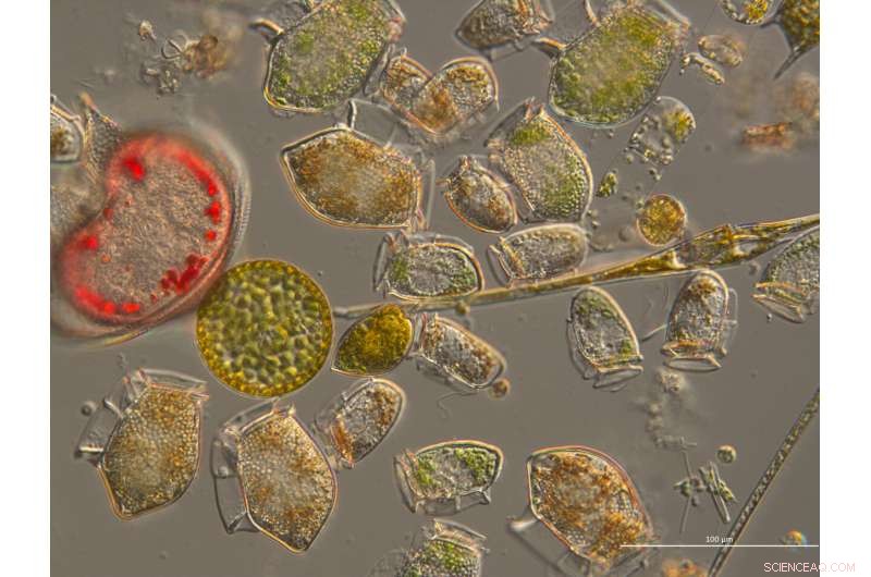 Climate Change Severely Lowers Shelf Sea Food Web Productivity