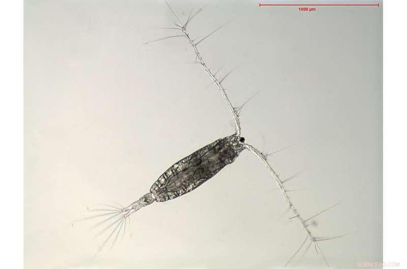 Climate Change Severely Lowers Shelf Sea Food Web Productivity