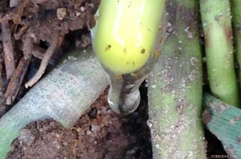 New Research Network Investigates Key Conditions for Enhanced Food Security