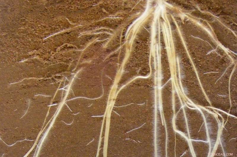 New Research Network Investigates Key Conditions for Enhanced Food Security