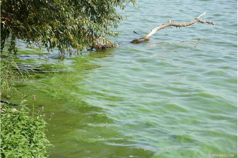 Parasitic Fungi Regulate Harmful Blue‑Green Algae, Protecting Freshwater Ecosystems