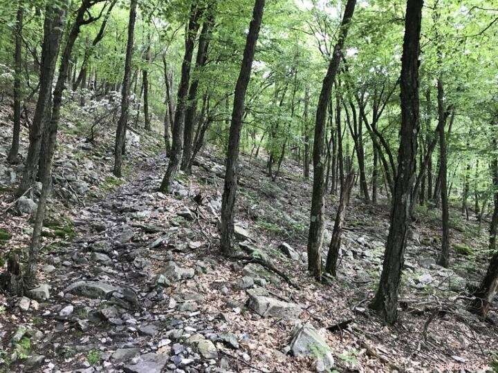 Bedrock Type Under Forests Significantly Influences Tree Growth, Species Composition, and Carbon Sequestration