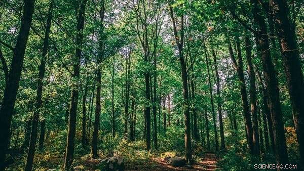 Using Blockchain to Mobilize Global Climate Action