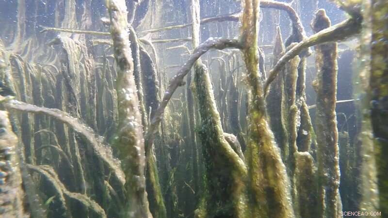 Submerged Vegetation Reduces Acidification in Chesapeake Bay, New Study Finds