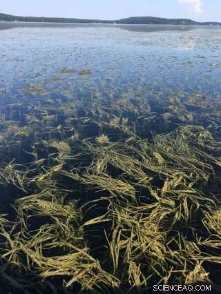 Submerged Vegetation Reduces Acidification in Chesapeake Bay, New Study Finds
