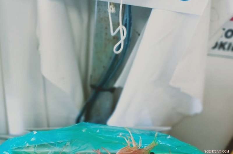 El Niño’s Impact on Banana Prawn Fisheries: Lessons Learned