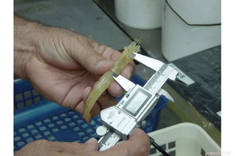 El Niño’s Impact on Banana Prawn Fisheries: Lessons Learned