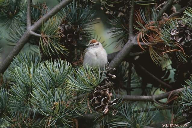 Finding Nature in Times of Crisis and Beyond: A Path to Resilience