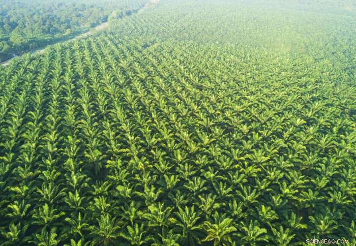 Can Africa Build a Sustainable Palm Oil Industry?