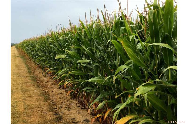 20-Year Field Study Shows Corn Rotation Enhances Soil Health