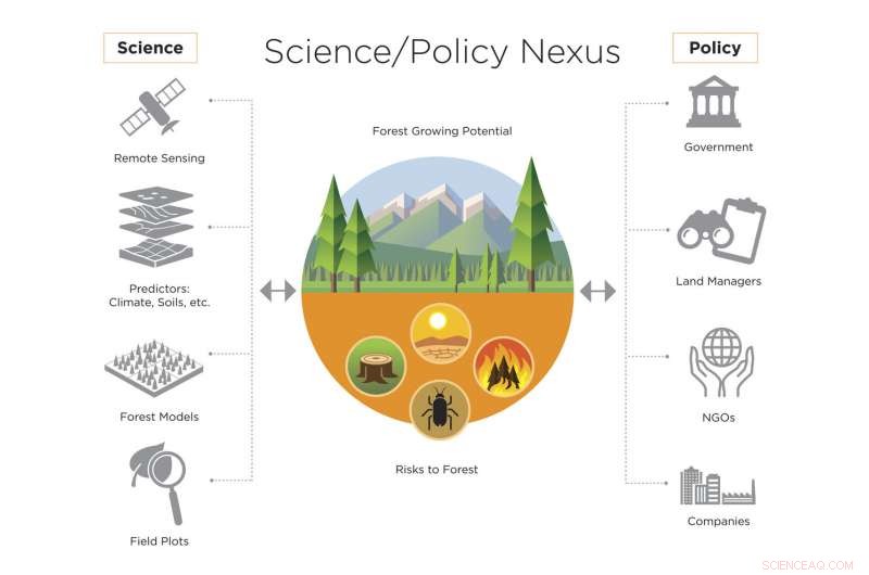 Assessing Risks in Using Forests for Carbon Offsetting