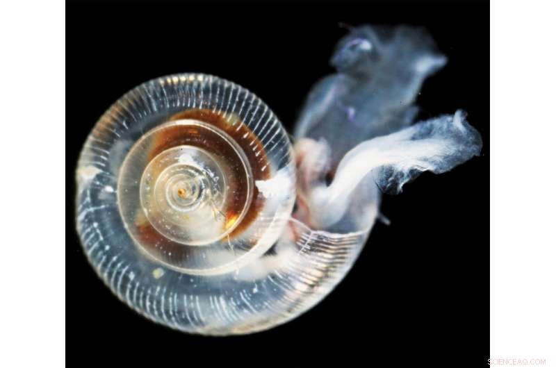 Arctic Ocean Acidification Surpasses Expectations, Threatening Marine Life