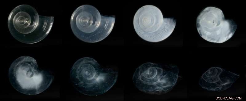 Arctic Ocean Acidification Surpasses Expectations, Threatening Marine Life