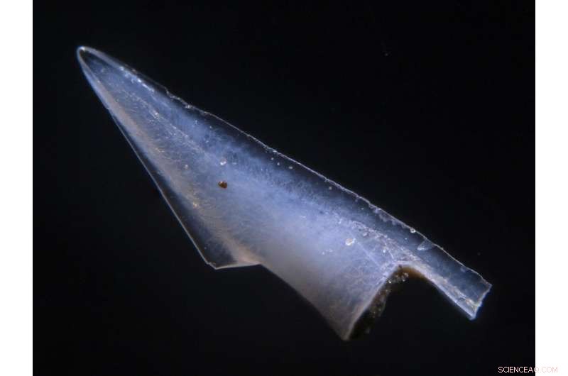 Fossilized Fish Reveal Potential Rich Deposits of Valuable Rare‑Earth Metals