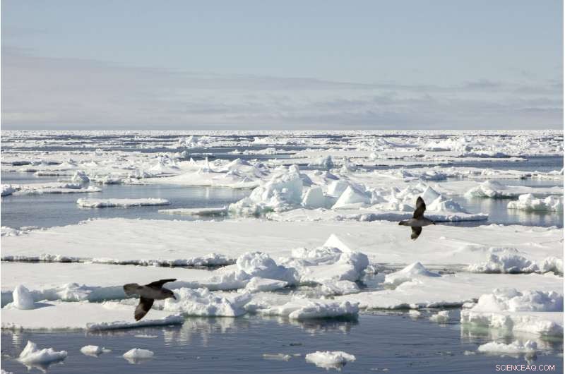 How AI Could Transform Sea Ice Warnings for Polar Vessels