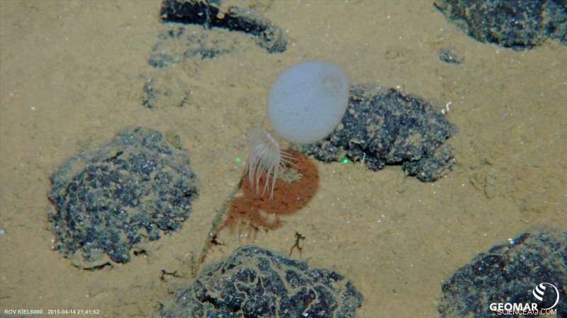 Unveiling Deep-Sea Biodiversity: Hydroacoustic Mapping Reveals Rich Seafloor Life