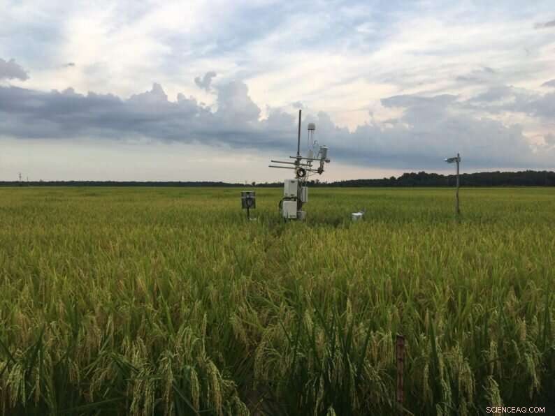 Future-Ready Smart Farms: Eco-Friendly Bioenergy Crops for Sustainable Agriculture