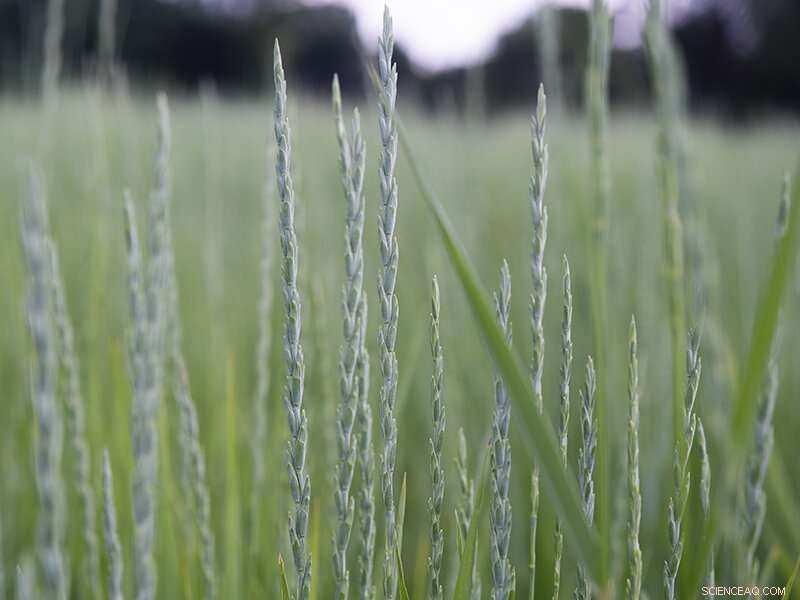 New Food‑Grade Wheatgrass Variety Unveiled for Public Cultivation
