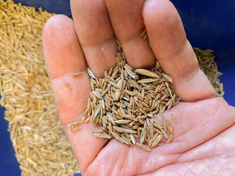 New Food‑Grade Wheatgrass Variety Unveiled for Public Cultivation