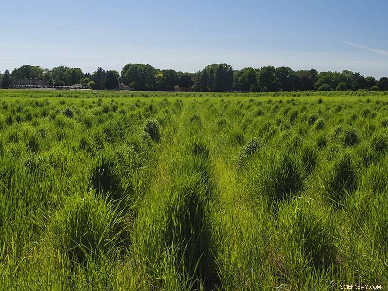 New Food‑Grade Wheatgrass Variety Unveiled for Public Cultivation