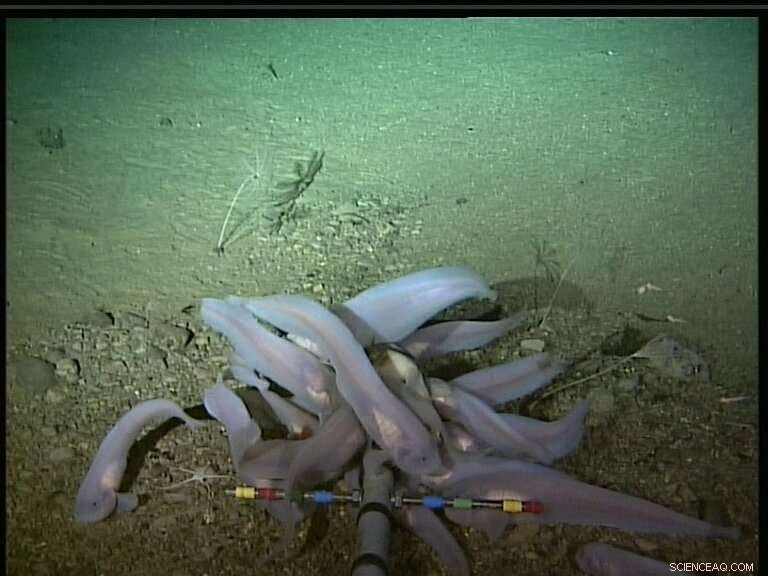 Human-Derived Mercury Detected in the Deepest Ocean Trenches, Raising Environmental Concerns