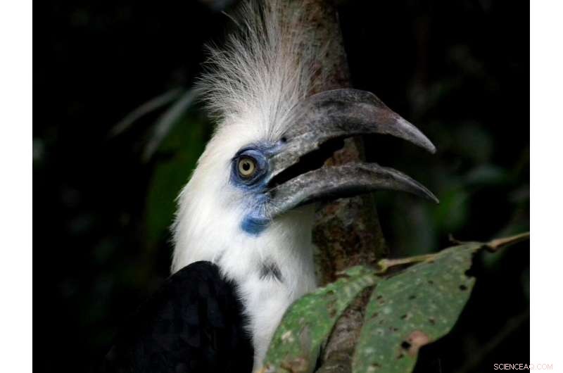 Safeguarding Natural Forests in Oil Palm Plantations: A Critical Conservation Strategy