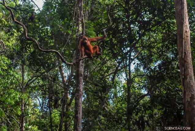 COVID-19 and Wildfires Threaten Indigenous Lives and Lands: A Growing Environmental Crisis