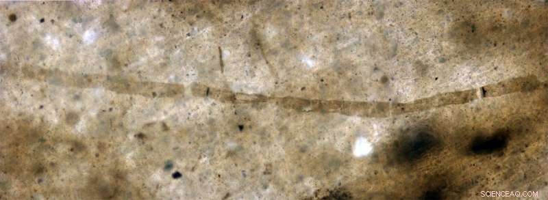 Spectroscopy Reveals Precise Dating of Earth’s Earliest Animals