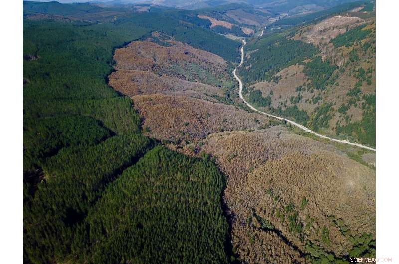 Tree‑Planting Subsidies Could Endanger Forests – New Study Warns