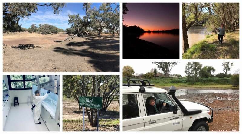 Sediment Transit Delays Distort Environmental Signals in Australia s Murray‑Darling River System