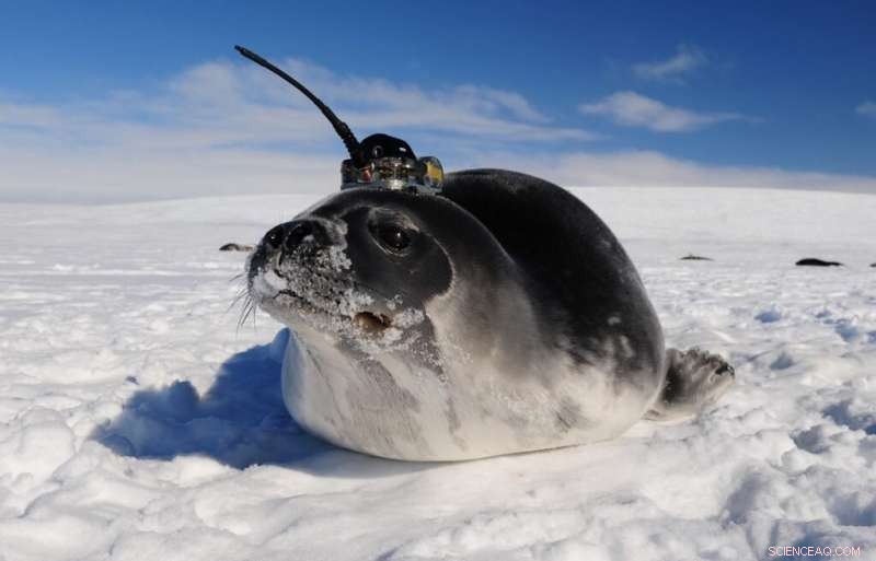 Scientists Discover Mysterious Southern Ocean Currents Using Seal-Mounted Sensors