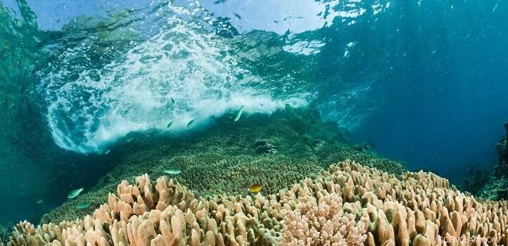 Red Seas Coral Reefs Safeguard Saudi Arabia’s Coast: Key Findings from KAUST Modeling