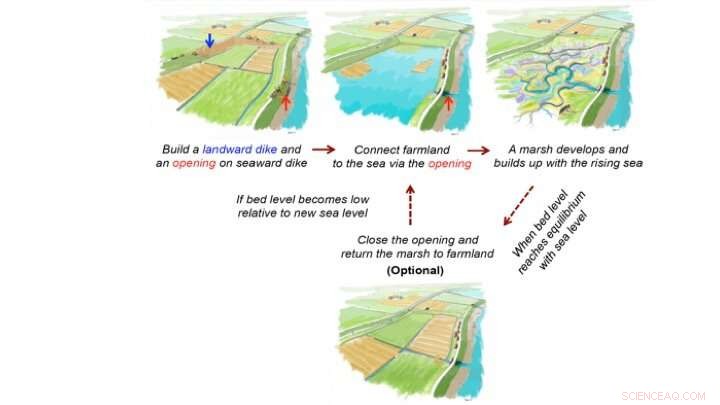 Historic Floods Show Salt Marshes as Life‑Saving Coastal Defenses