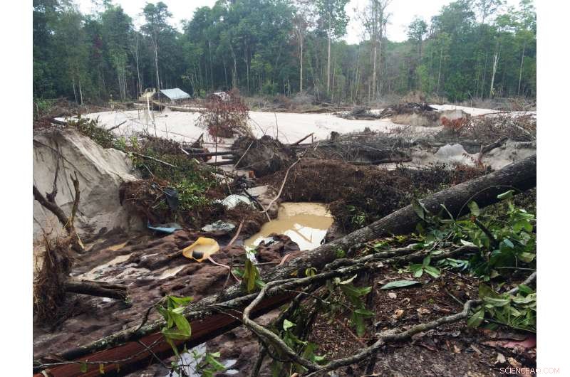 Gold Mining Undermines Amazon Recovery, Slowing Forest Regrowth