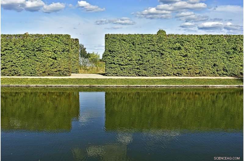 Roadside Hedges Shield Humans from Pollution – Surrey Study Shows They Sacrifice Their Own Health