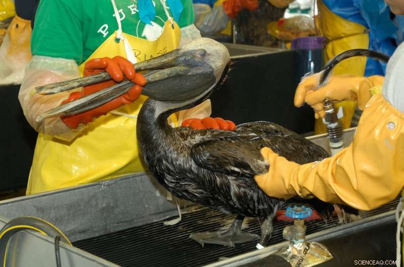 Key Takeaways from the Deepwater Horizon Oil Spill: Lessons Learned