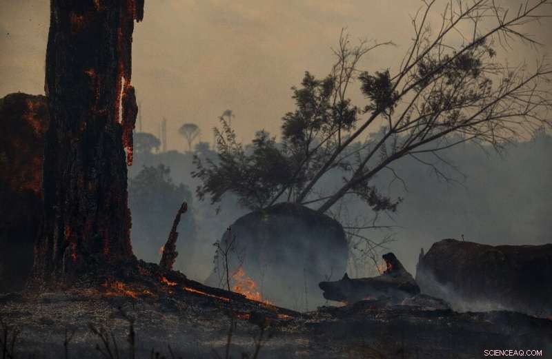 Brazilian Amazon Records Most Severe June Forest Fires in 13 Years