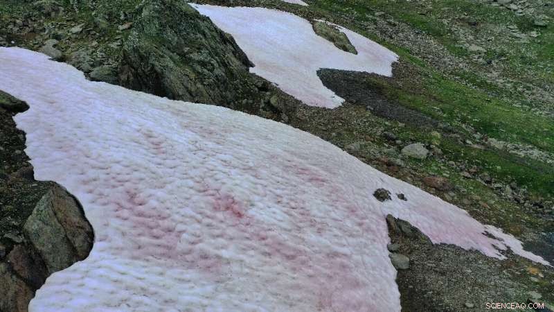 Scientists Probe Pink Glacial Ice in Italy’s Alps, Uncovering Algae Origins