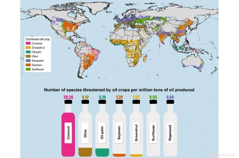 Coconut Oil Production: A Hidden Environmental Hazard