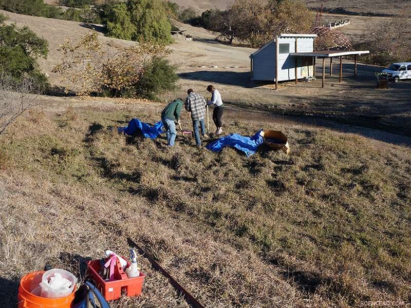 Unveiling the Secrets of a Dark, Unique Wetland Soil