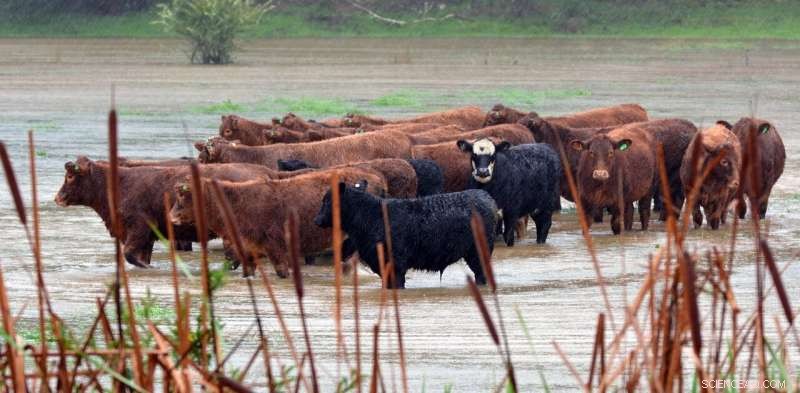 Global Weather Stations Reveal Rising Extreme Heat and Heavy Rainfall, Extending Their Duration
