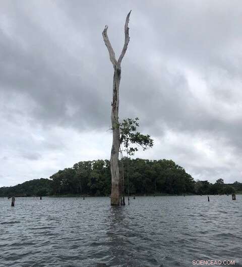 Long-Term Impact of Damming the Chagres River on Panama Canal Ecosystems